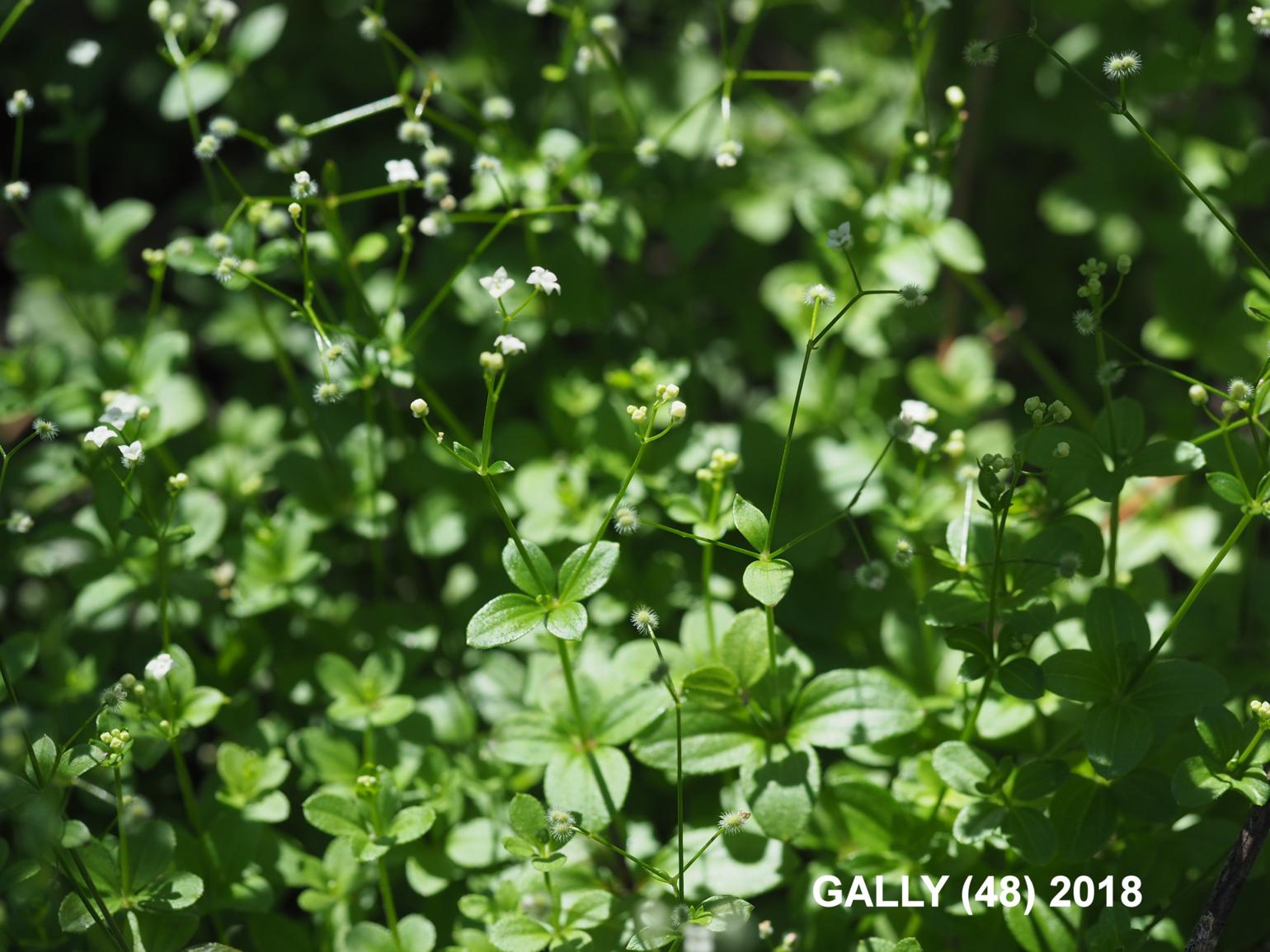 Bedstraw, Round-leaved